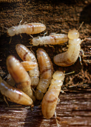 T.N.T Exterminators - Termite Control - Termite Inspector - Pest Control - Gallery Photo